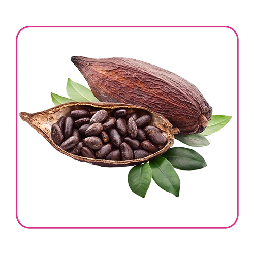 خلاصة الكاكاو